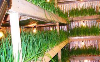 Выращивание зелёного лука: бизнес идея