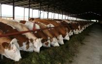 Farma od nuly - otvorenie domáceho podniku Organizácia mliečnej farmy