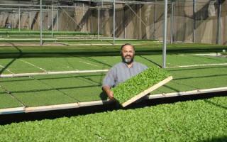 Üvegházak zöldek termesztésére egész évben: üzleti terv