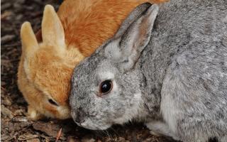 Rabbit breeding business plan