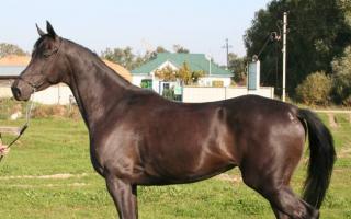 Horse breeding as a business: from A to Z Is horse breeding as a business profitable or not?